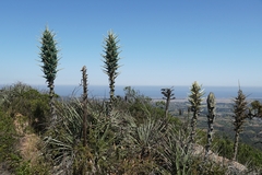 Puya alpestris