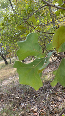 Quercus marilandica