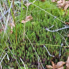 Polytrichum strictum