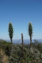 Puya alpestris