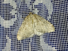 Epirrita dilutata