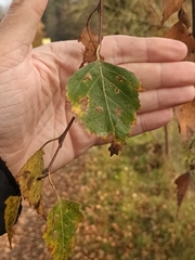 Betula pendula