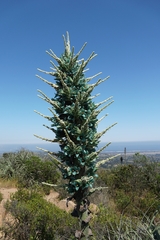 Puya alpestris