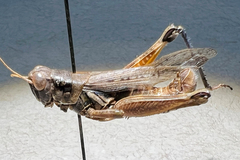 Melanoplus bowditchi canus