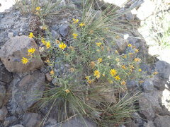 Heterotheca cinerascens