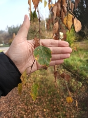 Betula pendula