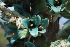Puya alpestris