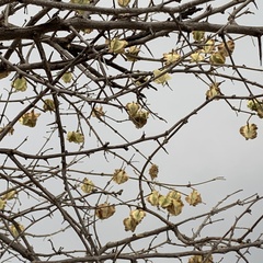 Combretum mossambicense