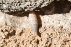 Papillifera papillaris