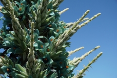 Puya alpestris
