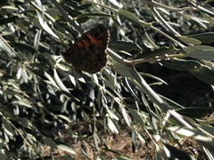 Lasiommata