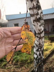 Betula pendula