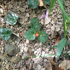 Geophila repens
