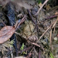 Amilenus aurantiacus