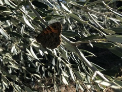 Lasiommata