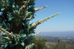 Puya alpestris