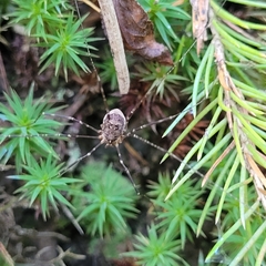 Amilenus aurantiacus