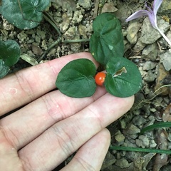 Geophila repens