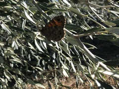Lasiommata