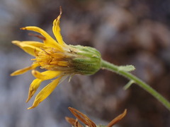 Heterotheca cinerascens