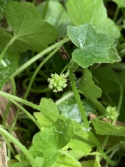 Hydrocotyle bowlesioides