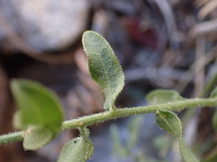 Heterotheca cinerascens