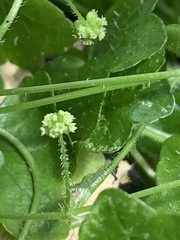 Hydrocotyle bowlesioides image