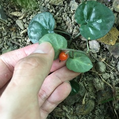 Geophila repens