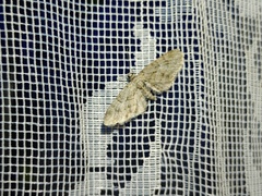 Eupithecia pusillata