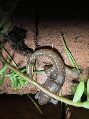 Aneides lugubris