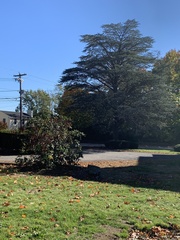 Cedrus atlantica