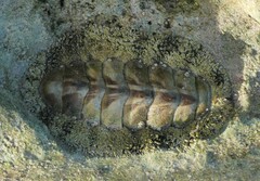 Acanthopleura granulata