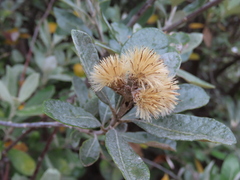 Brachylaena discolor