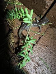 Aneides lugubris