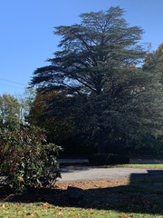Cedrus atlantica