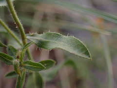 Heterotheca cinerascens