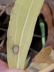 Asteromyia carbonifera