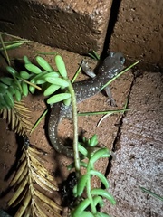 Aneides lugubris