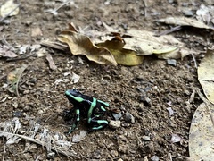 Dendrobates auratus