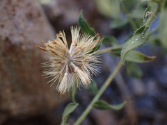 Heterotheca cinerascens