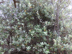 Brachylaena discolor