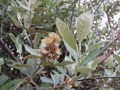 Brachylaena discolor