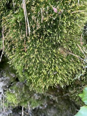 Dicranella heteromalla