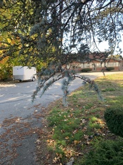 Cedrus atlantica