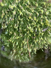 Dicranella heteromalla