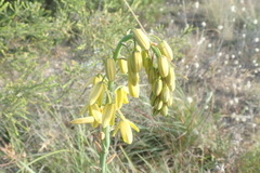 Albuca fragrans