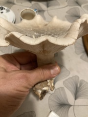 Infundibulicybe geotropa