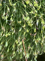 Dicranella heteromalla