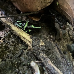 Dendrobates auratus