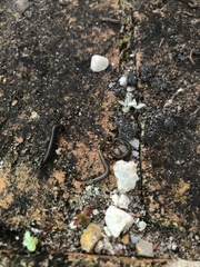 Ommatoiulus moreleti